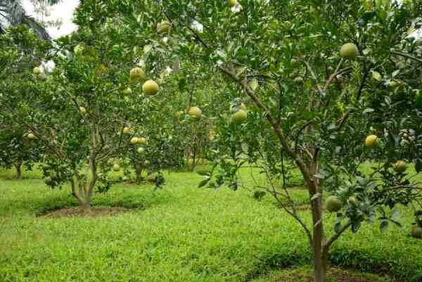 Đất trồng cây lâu năm là gì?