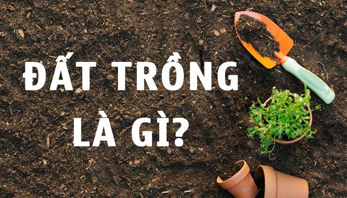 Đất trồng là gì? Tìm hiểu về đất trồng