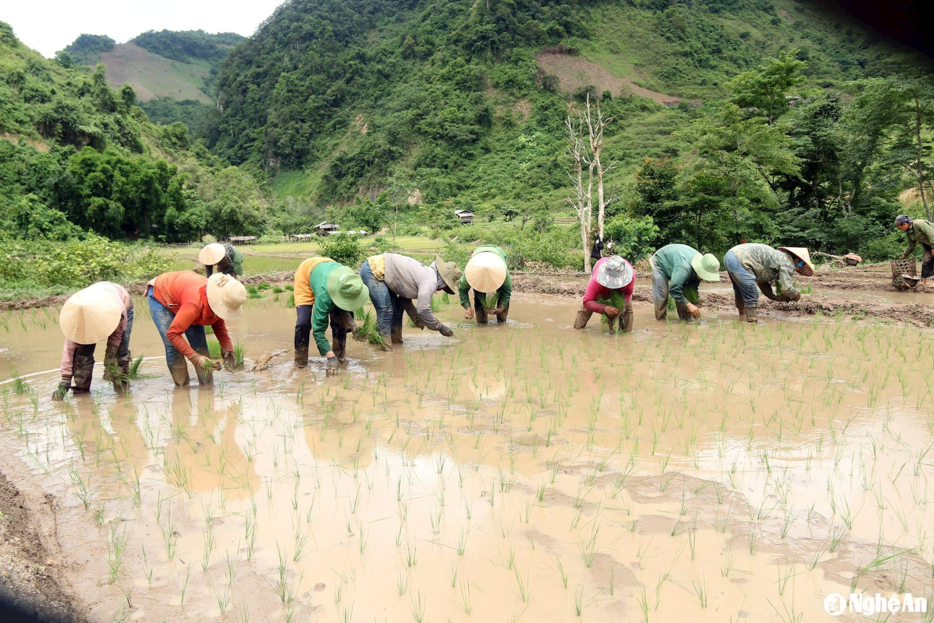 Khung giá đền bù đất nông nghiệp 2024 mới nhất