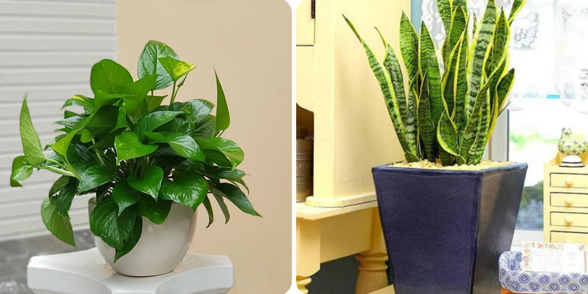 5 loại cây phong thủy trong nhà vừa “hút” tài lộc, vừa mang đến lợi ích bất ngờ cho sức khỏe