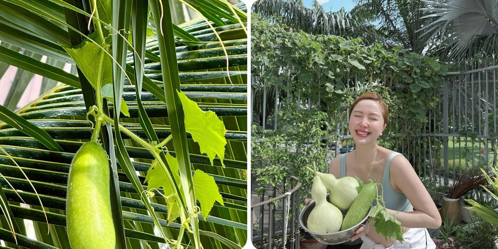 Cận cảnh khu vườn tràn ngập hoa trái trong biệt thự của ca sĩ Bảo Thy và chồng đại gia