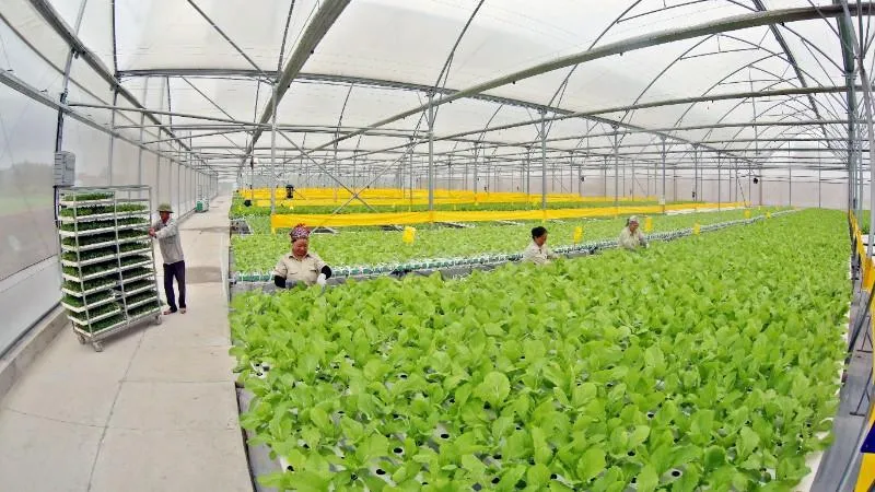 Lào Cai: Kết nối đầu tư, mở rộng thị trường cho nông sản