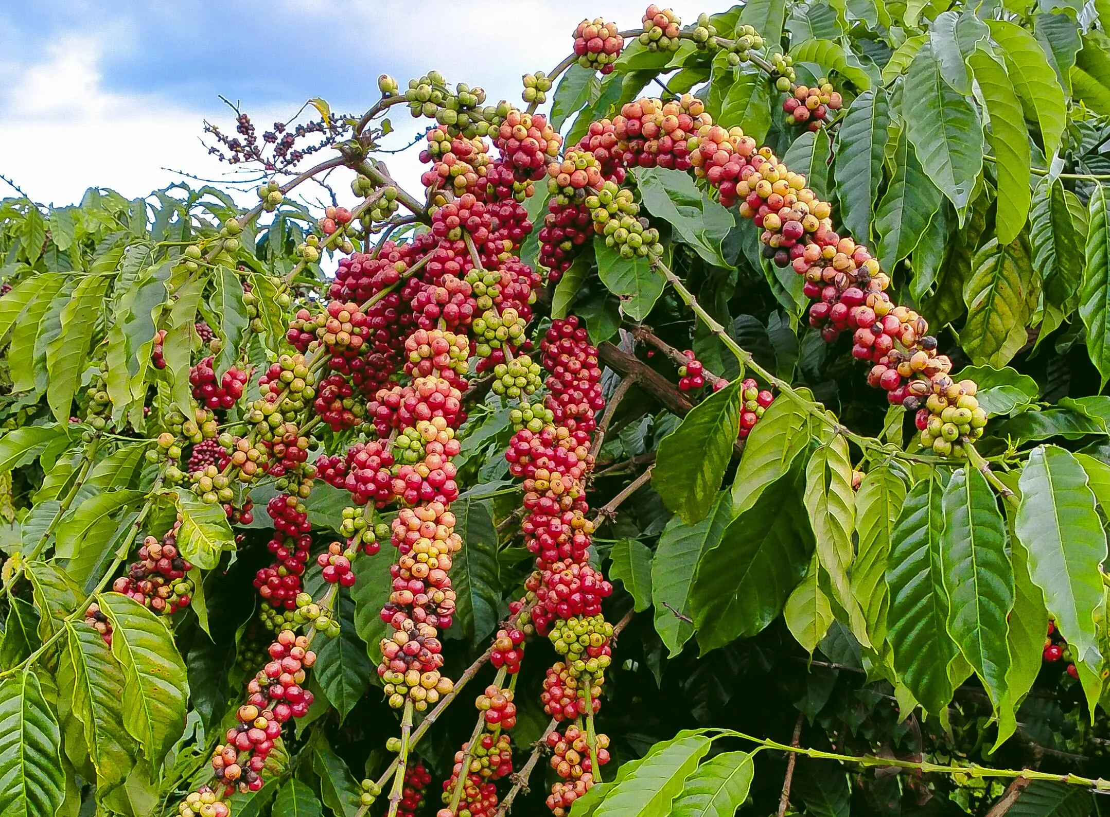 Giá cà phê hôm nay 12/8: Neo cao tại mốc 98.000 đồng/kg