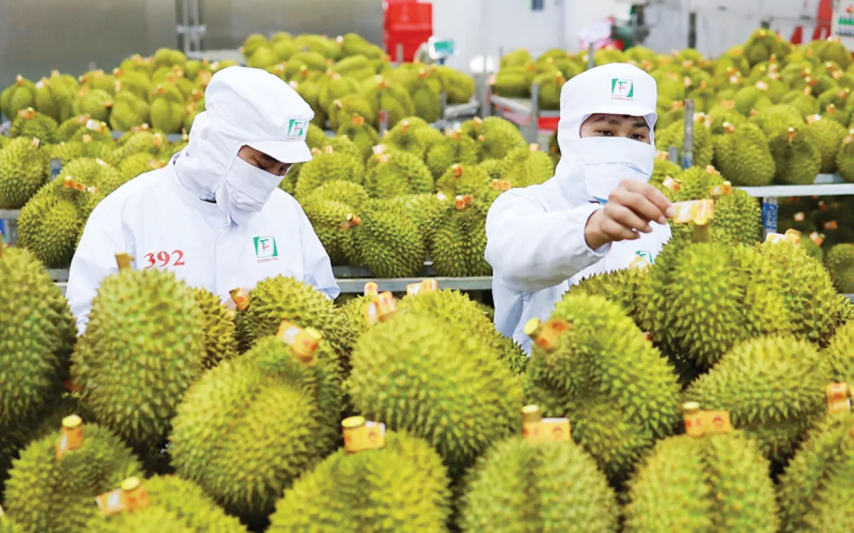 Không để mã số vùng trồng trở thành “nút thắt” xuất khẩu sầu riêng