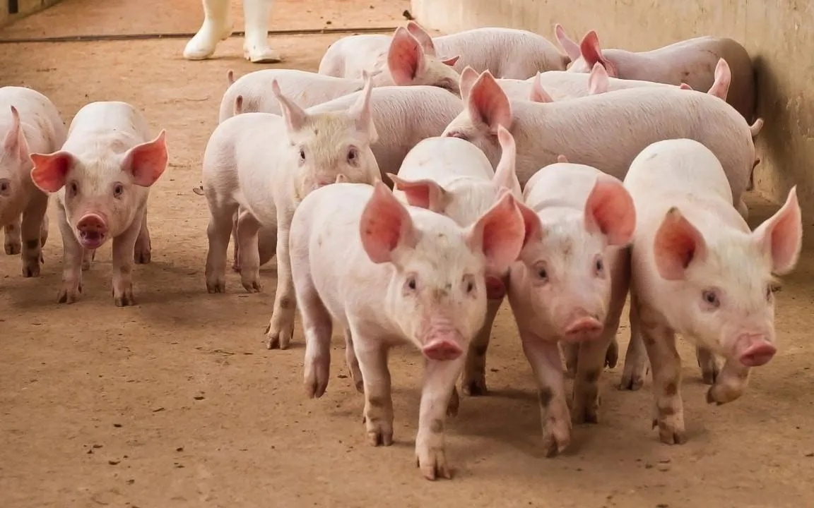 Giá heo hơi hôm nay 16/9: Xuất hiện nhịp tăng, giá cao nhất 60.000 đồng/kg