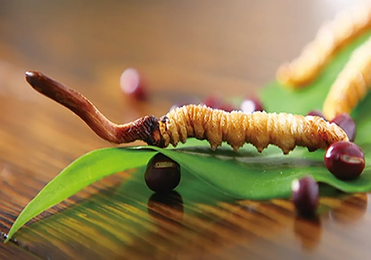 Địa chỉ mua đông trùng hạ thảo uy tín tại Hà Nội