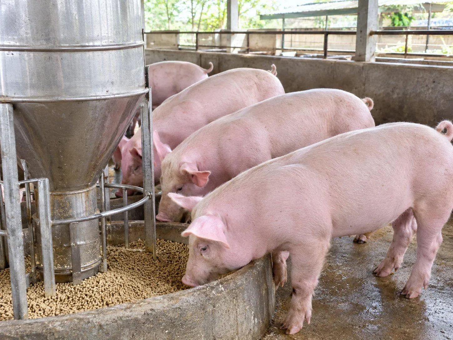 Giá heo hơi hôm nay 19/9: Miền Bắc tiếp tục xuất hiện giá 60.000 đồng/kg