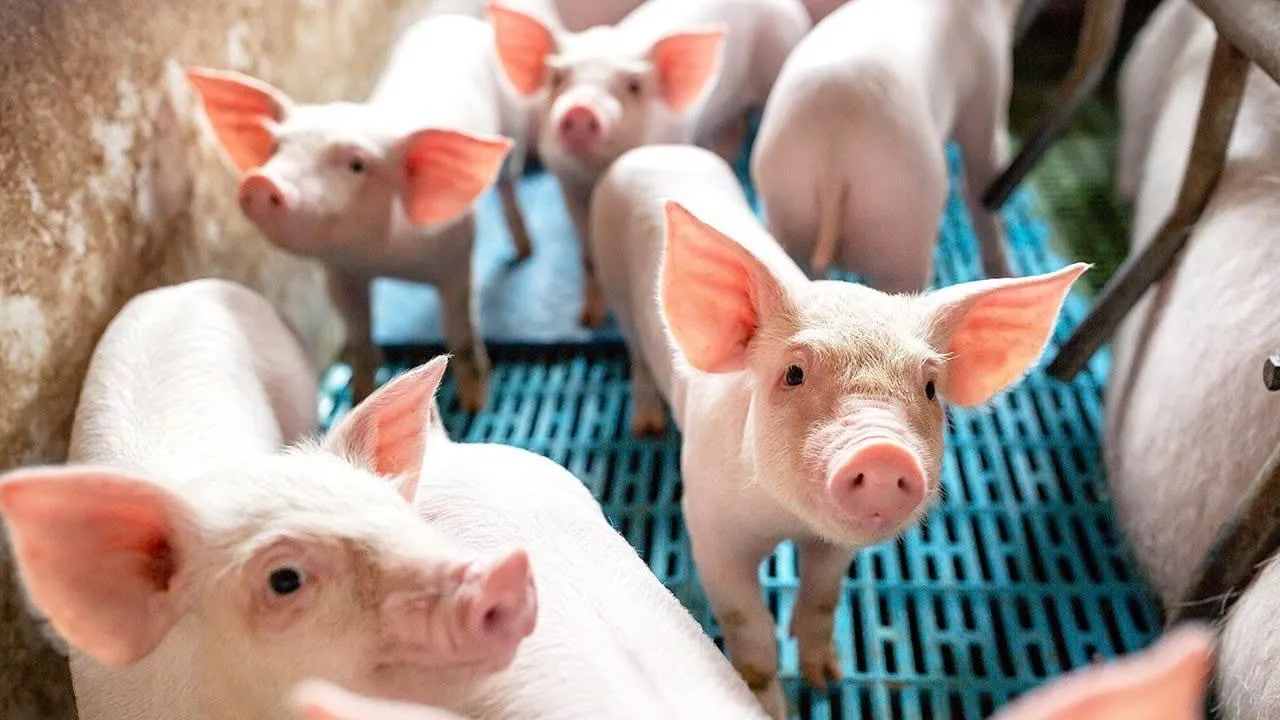 Giá heo hơi hôm nay 22/9: Miền Bắc áp sát mốc 60.000 đồng/kg