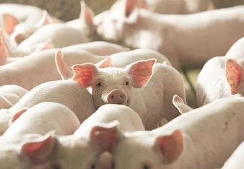 Giá heo hơi hôm nay 23/9: Bắc Ninh, Đồng Nai cùng tăng giá