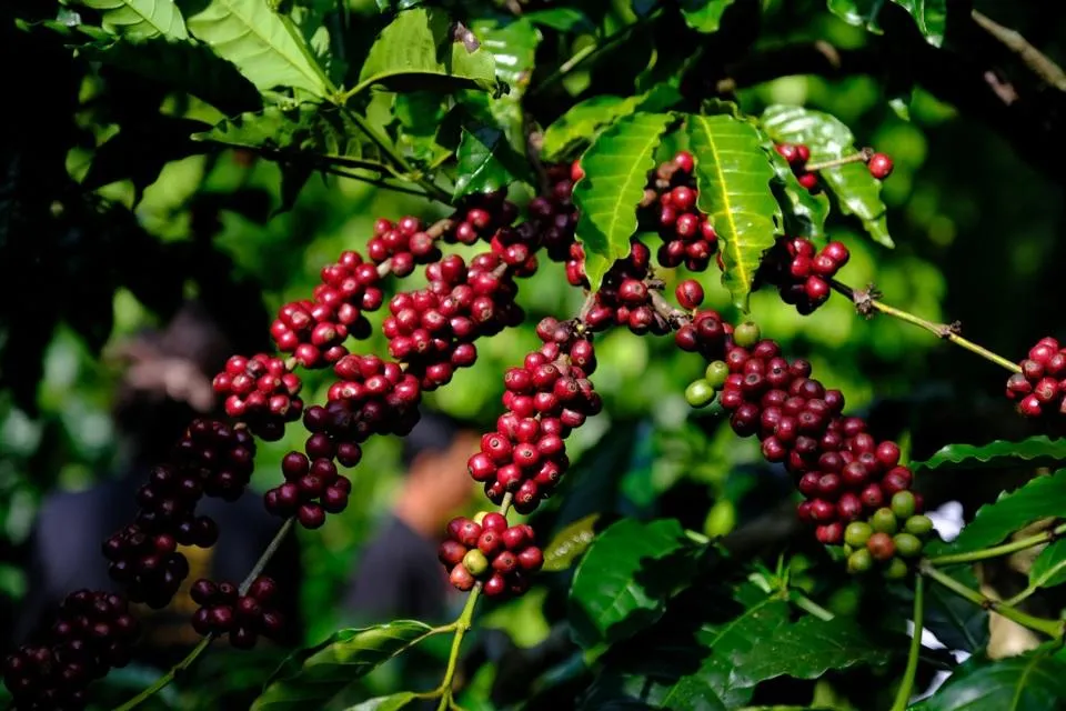 Giá cà phê hôm nay 24/9: Robusta và Arabica cùng bật tăng