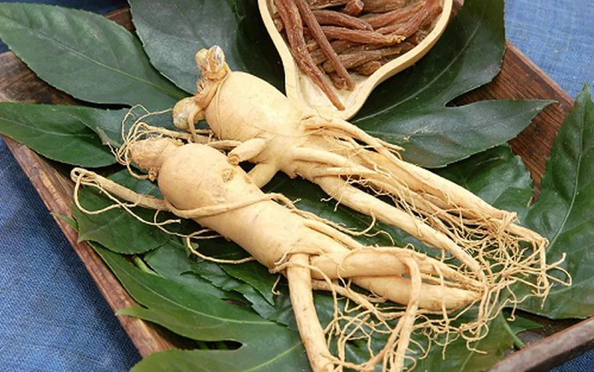 Địa chỉ mua bán nhân sâm chất lượng tại Hà Nội