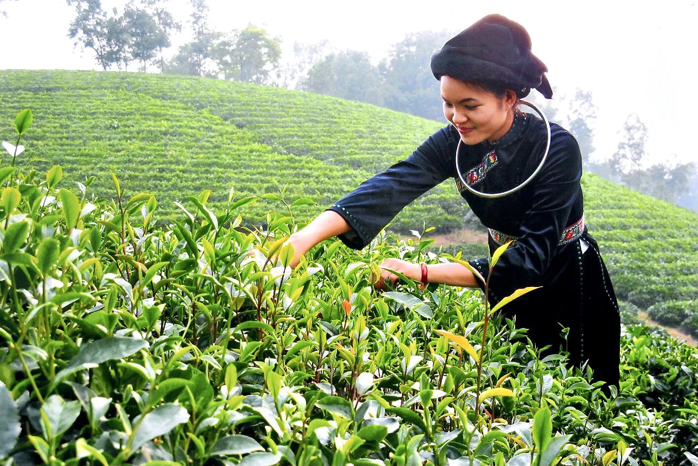 Địa chỉ mua bán chè Thái Nguyên chất lượng tại Hà Nội