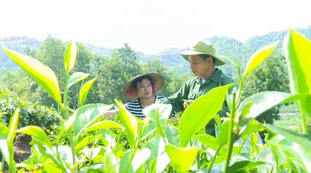 Địa chỉ mua bán chè Thái Nguyên chất lượng tại TP.HCM