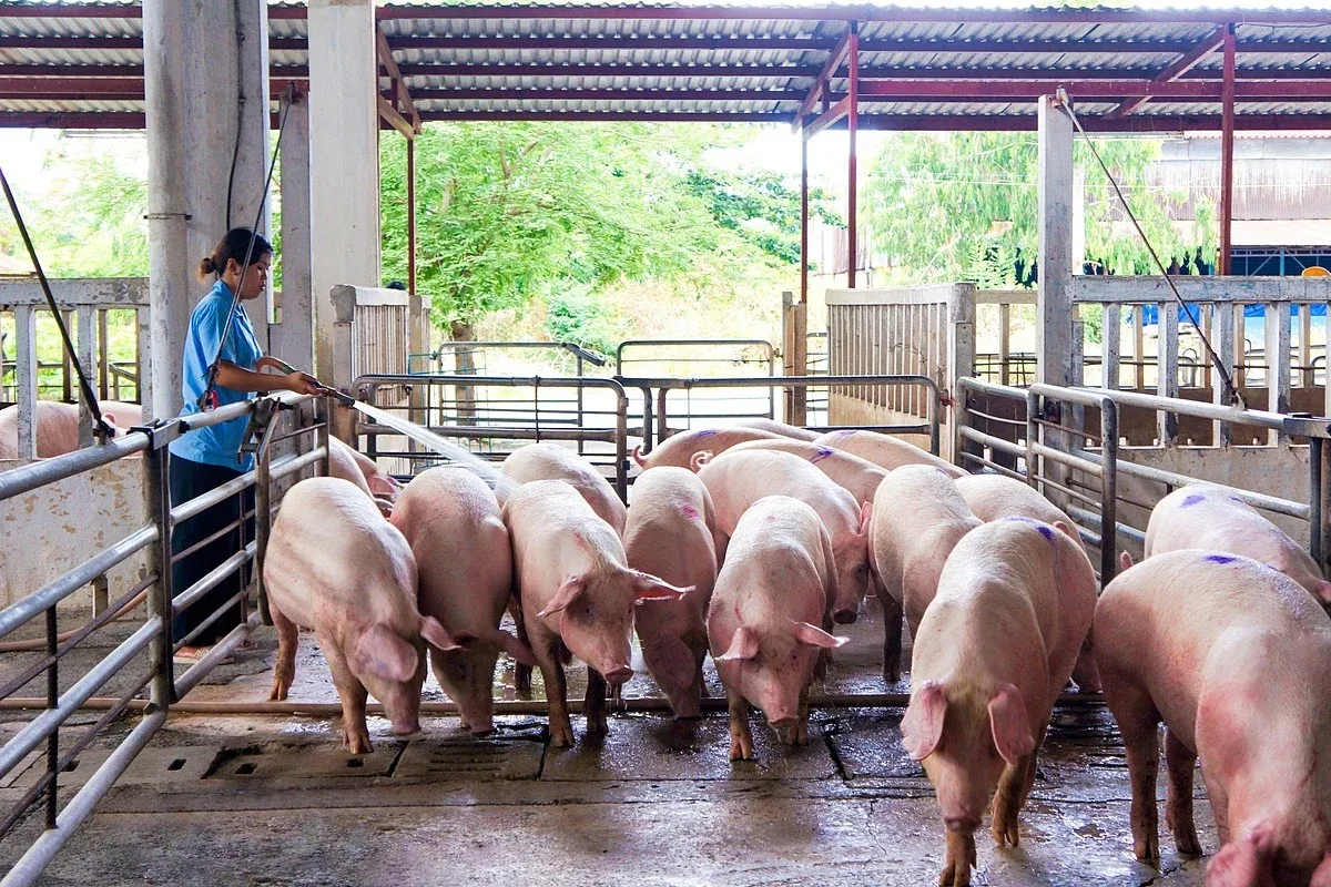 Giá heo hơi hôm nay 5/10: Thị trường xuống vùng giá thấp mới