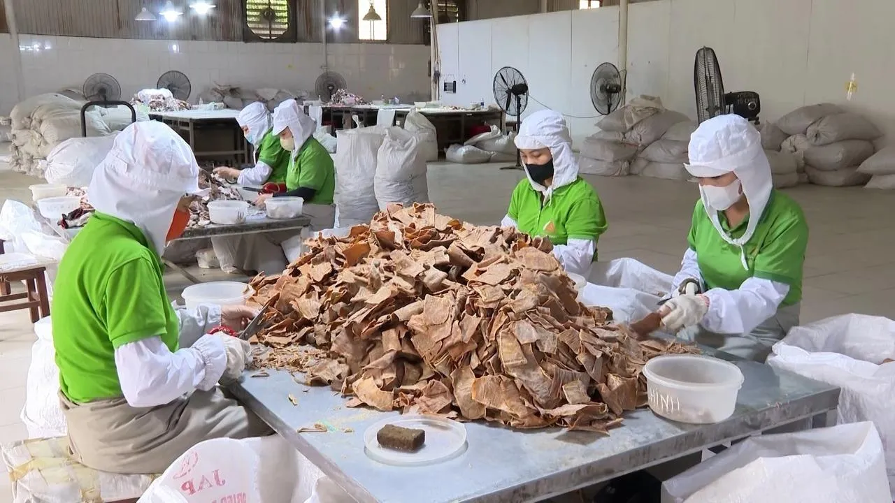 Liên kết sản xuất và chế biến, tạo hướng đi bền vững cho cây măng tre ở Lào Cai