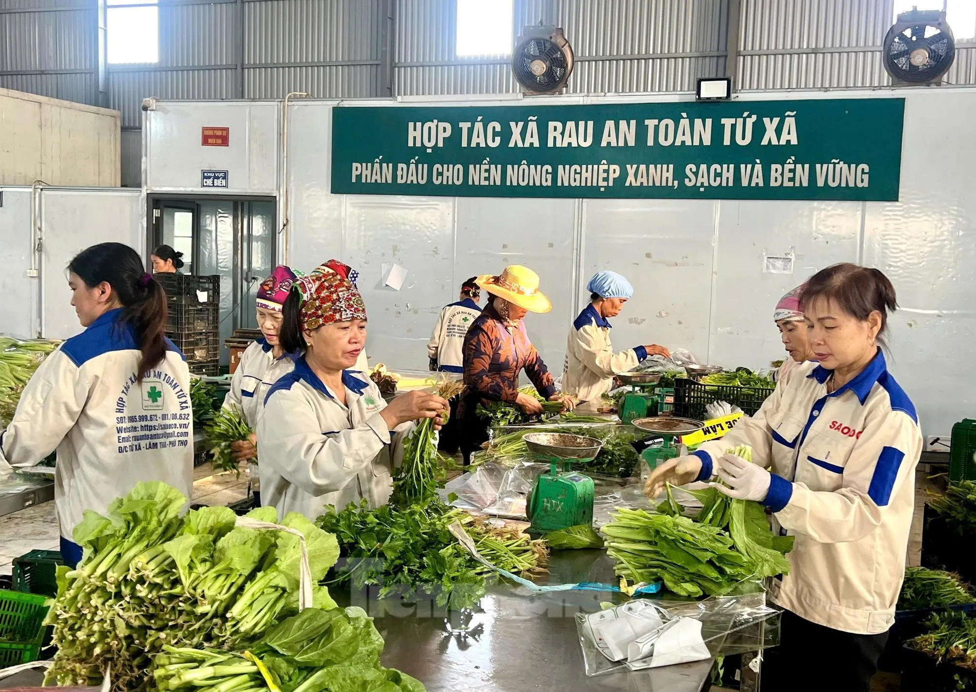 Phú Thọ nâng tầm Hợp tác xã tạo động lực mới cho kinh tế nông thôn