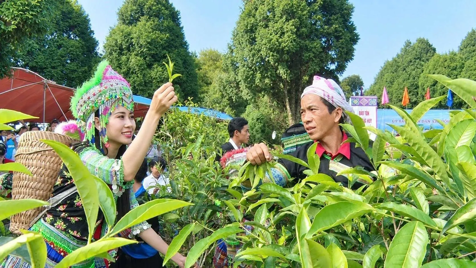 Giá trị kinh tế và văn hoá truyền thống từ quần thể cổ thụ chè Shan tuyết Lào Cai