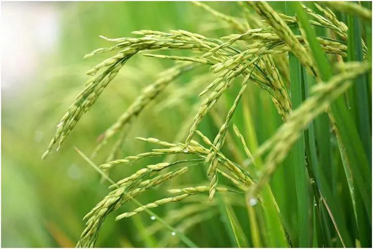 Bớt nước trên ruộng, thêm cơ hội cho nông nghiệp xanh