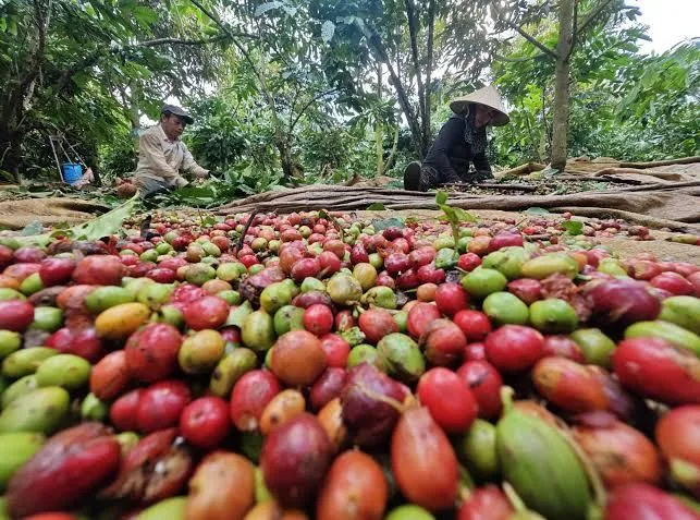 Giá cà phê hôm nay 5/8: Thị trường ổn định, neo ở 96.500 đồng/kg