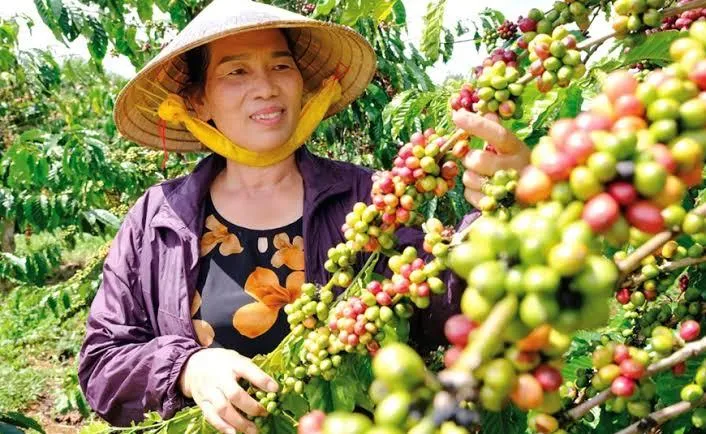 Giá cà phê hôm nay 6/8: Thị trường bật tăng, lên mốc 98.000 đồng/kg