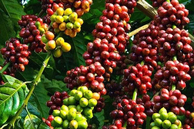 Giá cà phê hôm nay 7/8: Thị trường bật tăng, cao nhất lên 99.000 đồng/kg