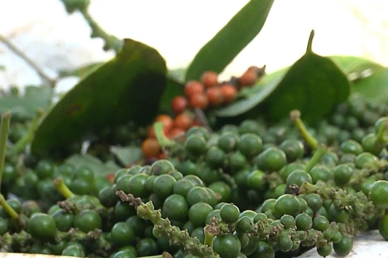 Giá tiêu hôm nay 7/8: Khu vực Lâm Đồng giữ đỉnh 141.000 đồng/kg