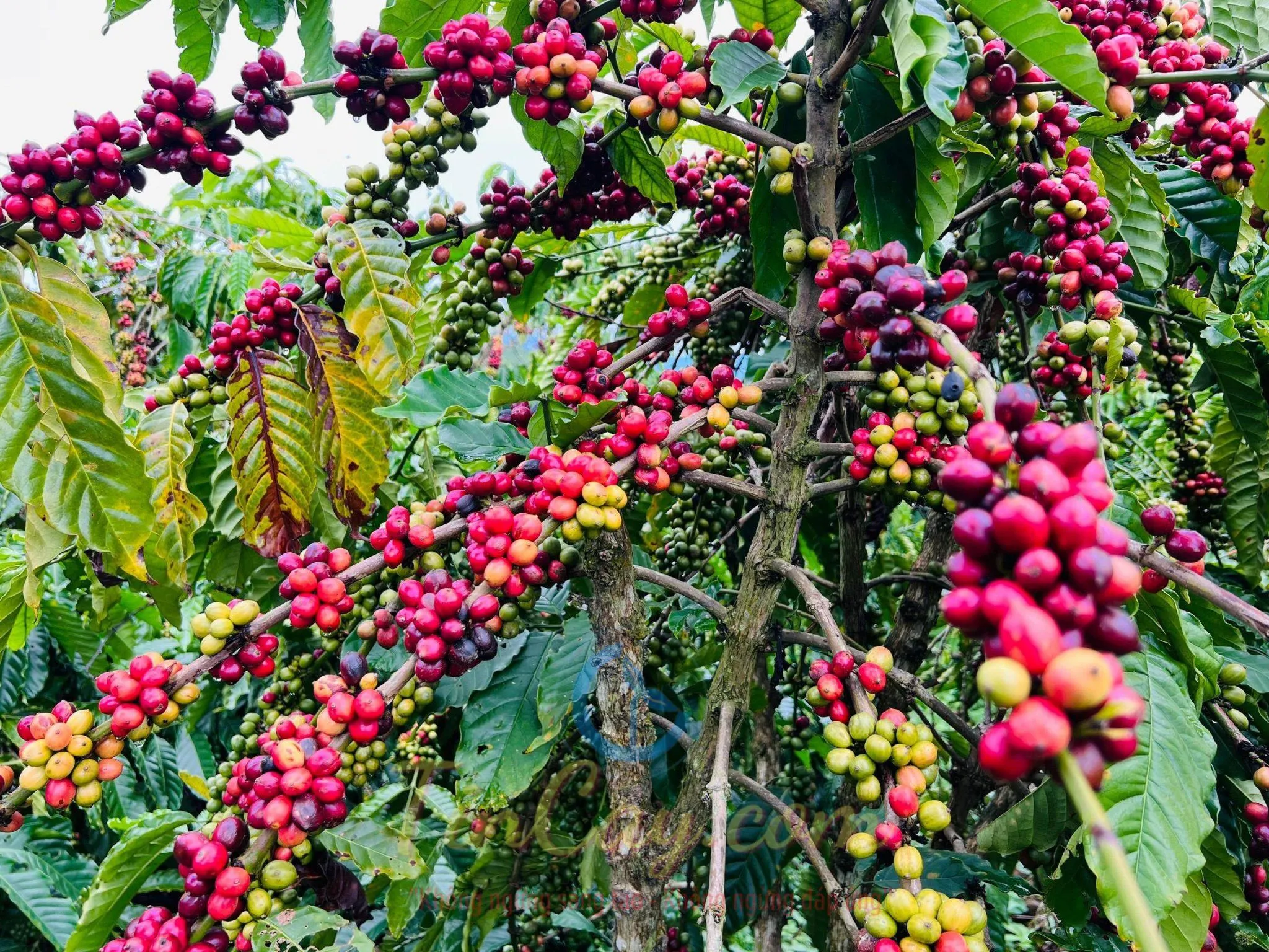 Giá cà phê hôm nay 8/8: Thị trường lao dốc mất mốc 100.000 đồng/kg