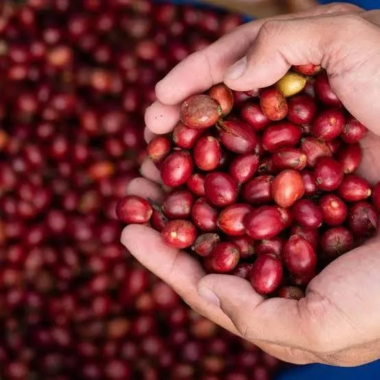 Giá cà phê hôm nay 9/8: Giảm nhẹ, còn 97.000 đồng/kg