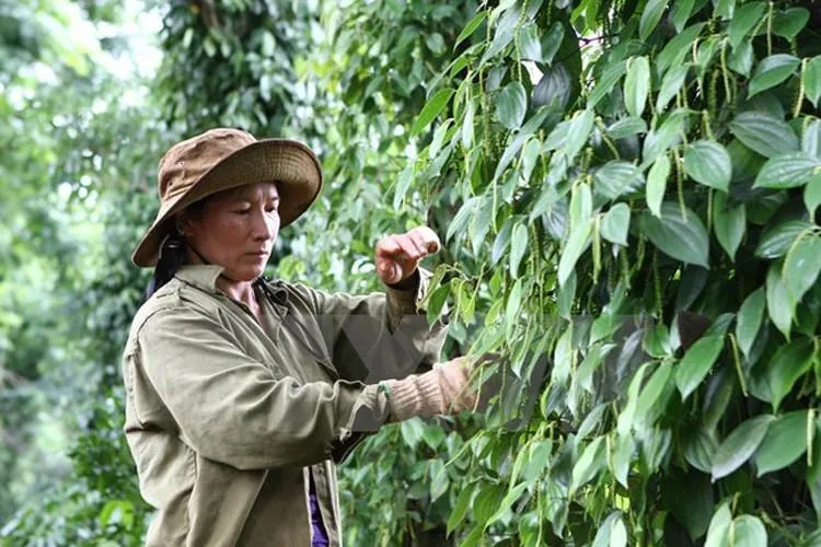 Giá tiêu hôm nay 10/8: Mất mốc 140.000 đồng/kg