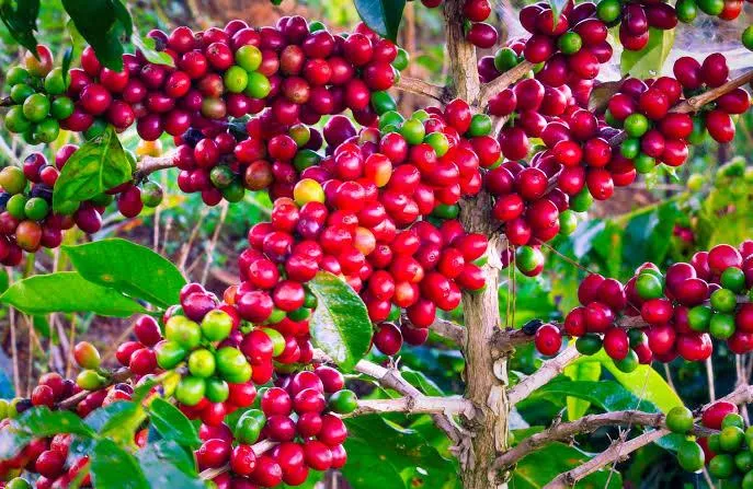 Giá cà phê hôm nay 11/8: Tăng nhẹ, vượt mốc 97.000 đồng/kg