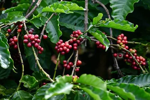 Giá cà phê hôm nay 13/8: Quay đầu giảm nhẹ, cao nhất 97.500 đồng/kg
