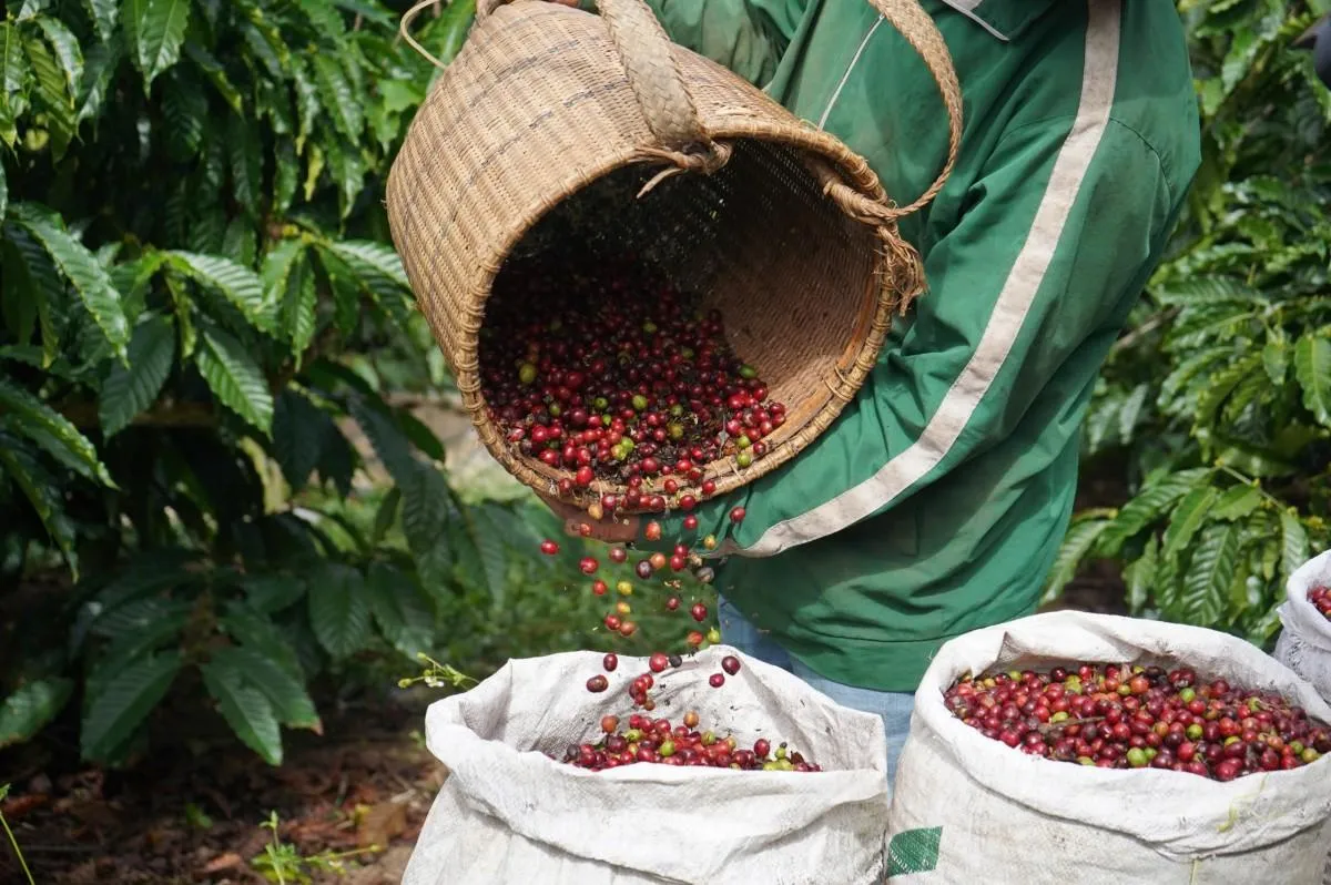 Giá cà phê hôm nay 14/8: Tiếp đà giảm, cao nhất chỉ còn 97.000 đồng/kg