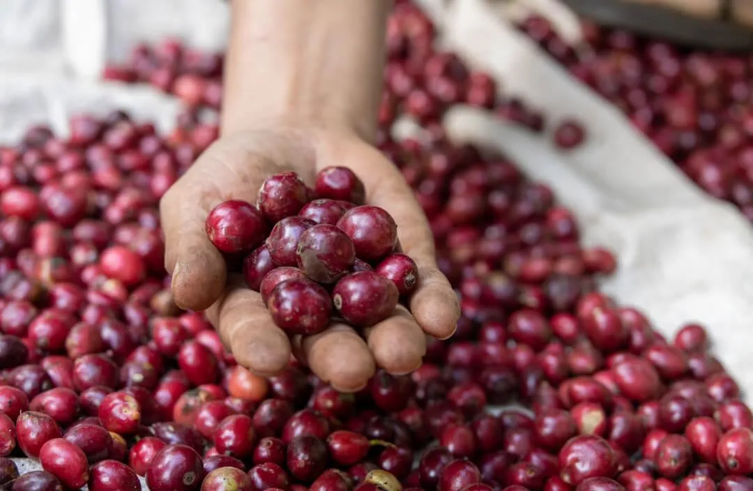 Giá cà phê hôm nay 16/8: Tiếp đà giảm, mất mốc 95.000 đồng/kg