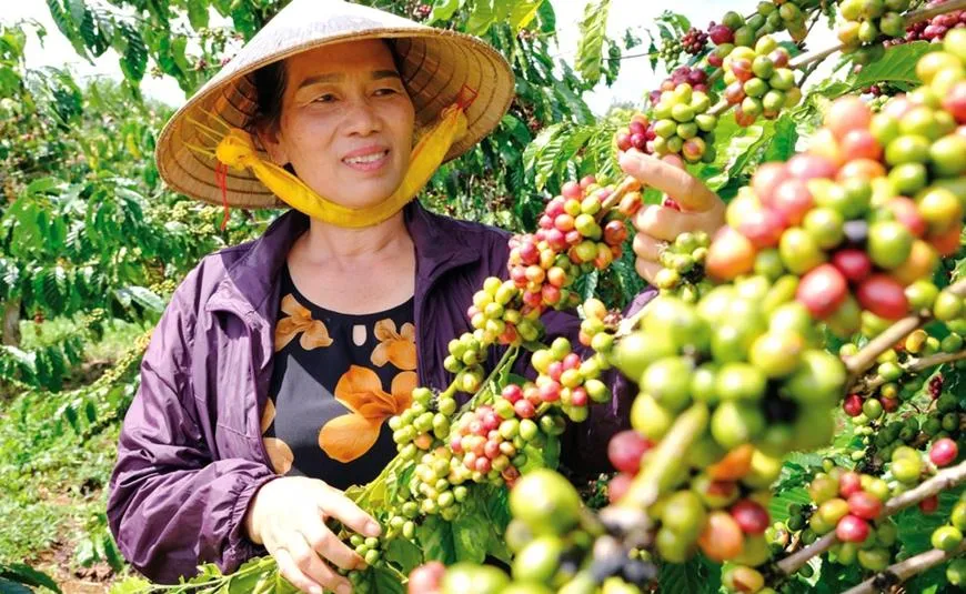 Giá cà phê hôm nay 17/8: Giảm phiên thứ 4 liên tiếp