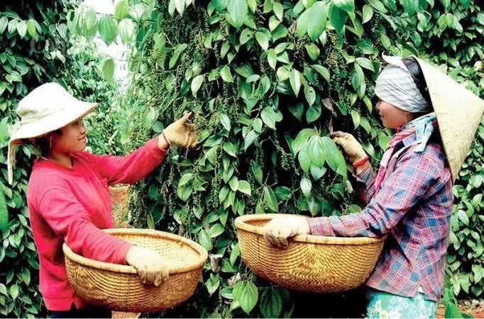 Giá tiêu hôm nay 18/8: Thị trường trầm lắng, mặt bằng giá duy trì ổn định