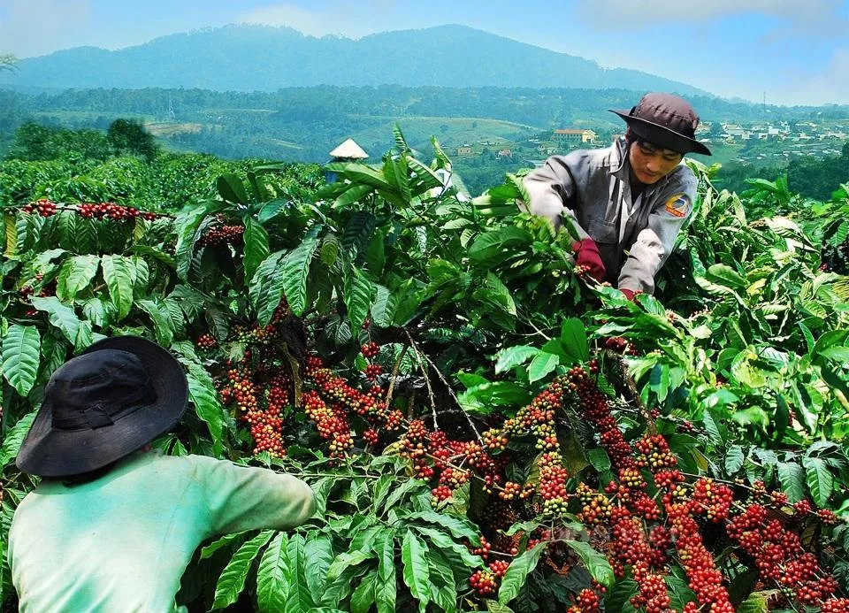 Giá cà phê hôm nay 19/8: Tăng vọt, tái lập mốc 99.000 đồng/kg