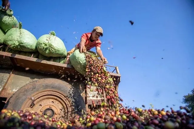 Giá cà phê hôm nay 20/8: Bật tăng thêm 1.500 đồng/kg