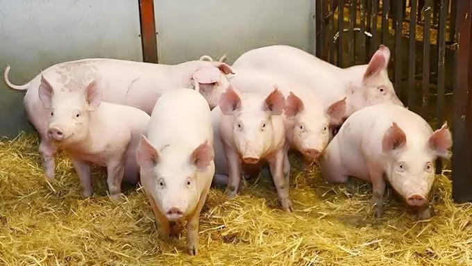 Giá heo hơi hôm nay 20/8: Đồng loạt tăng, cao nhất 58.000 đồng/kg