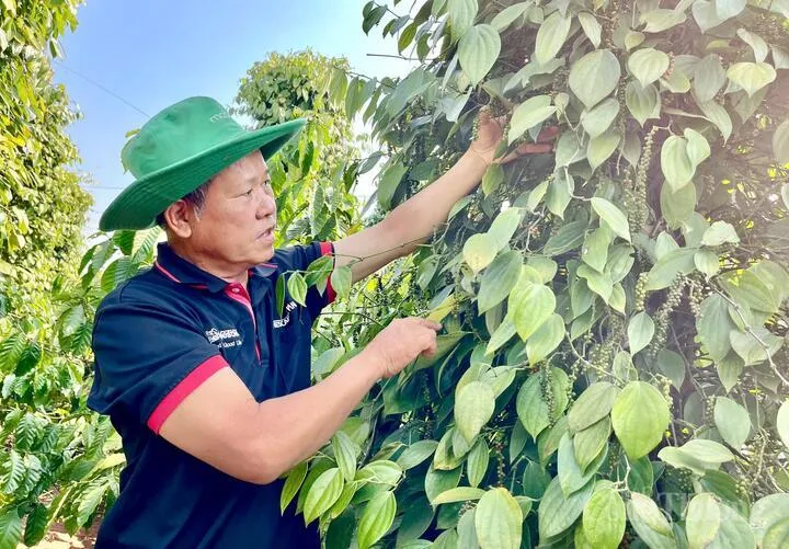 Giá tiêu hôm nay 22/8: Thị trường giằng co, chờ lực đẩy mới