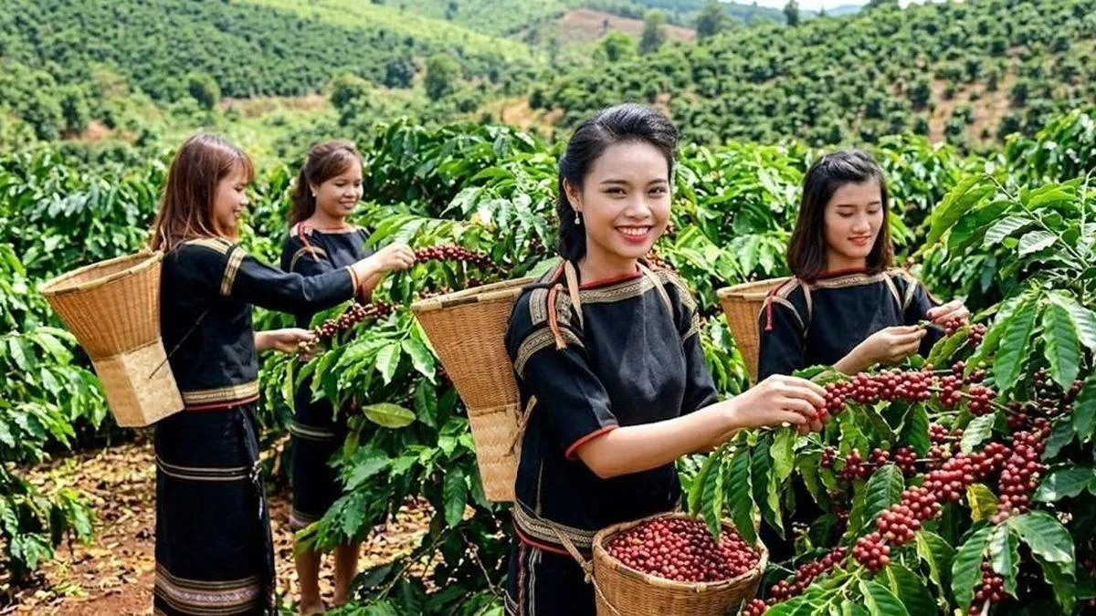 Giá cà phê hôm nay 24/8: Cao nhất đạt 96.500 đồng/kg