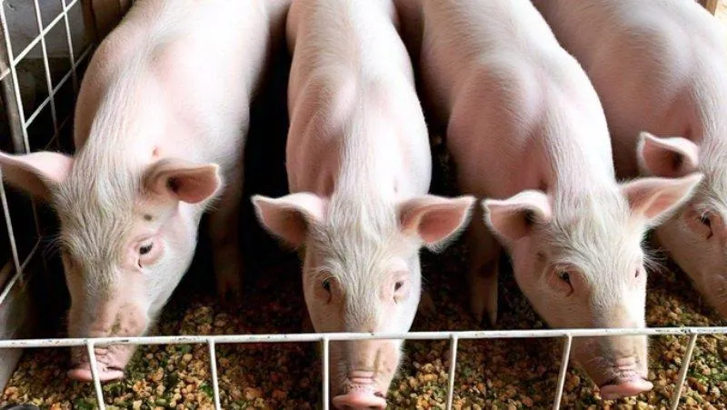 Giá heo hơi hôm nay 24/8: Giá tăng trở lại, cao nhất 59.000 đồng/kg