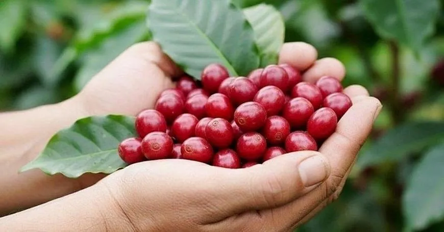 Giá cà phê hôm nay 27/8: Trong nước và thế giới đồng loạt giảm