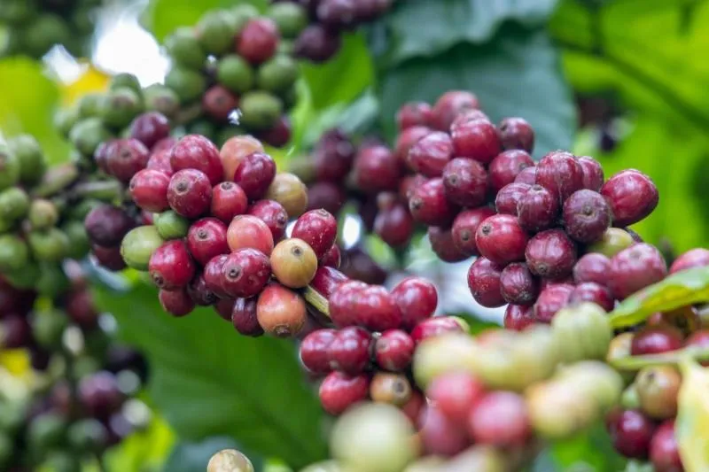 Giá cà phê hôm nay 28/8: Trượt dốc mạnh, cao nhất 96.500 đồng/kg