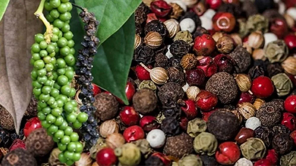 Giá tiêu hôm nay 28/8: Giữ giá, cao nhất 138.500 đồng/kg