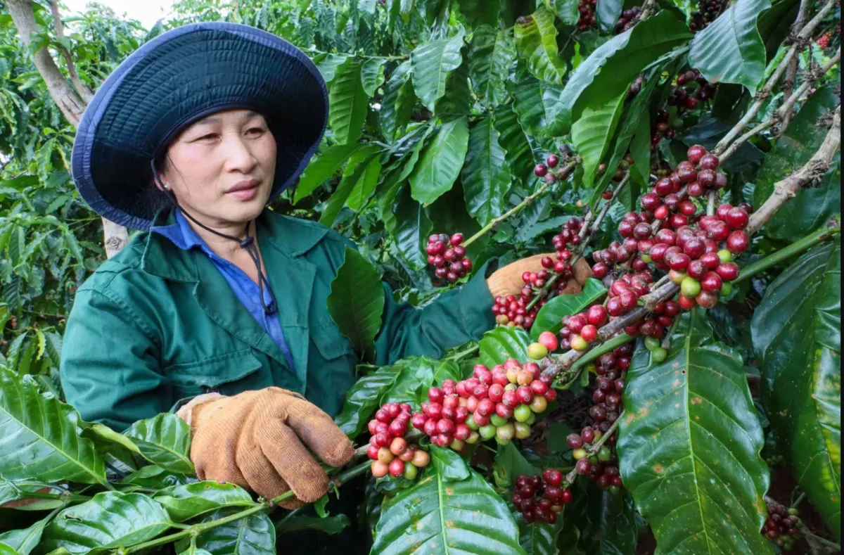 Giá cà phê hôm nay 29/8: Trượt dốc, cao nhất 95.500 đồng/kg