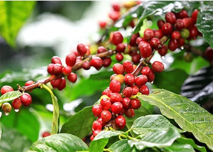 Giá cà phê hôm nay 31/8: Nội địa đi ngang, Robusta tiếp đà giảm