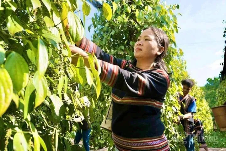 Giá tiêu hôm nay 1/9: Thị trường đi ngang, cao nhất 137.000 đồng