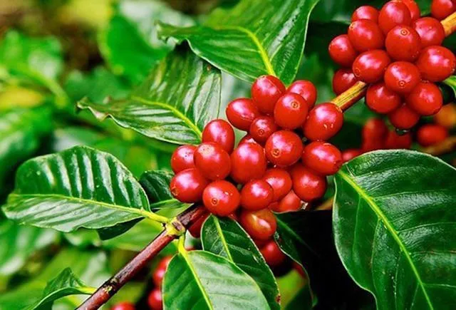 Giá cà phê hôm nay 3/9: Đồng loạt giảm sâu 700 đồng/kg