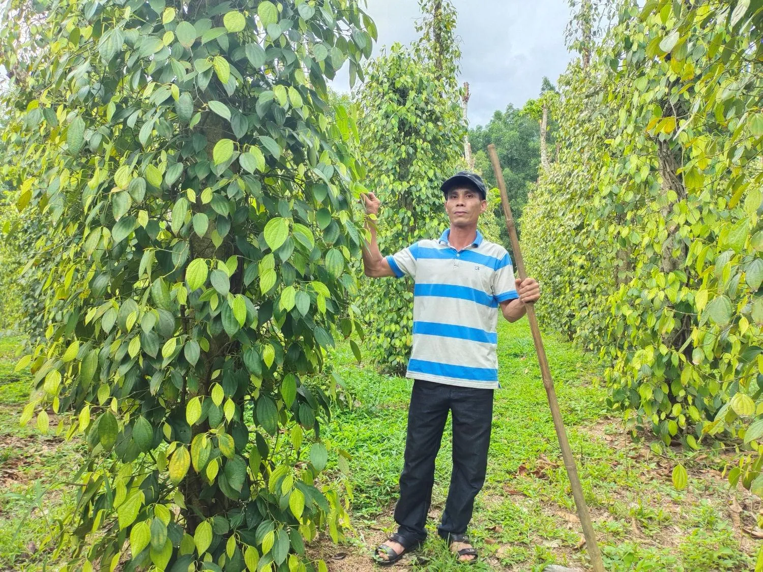 Giá tiêu hôm nay 7/9: Tiếp tục đi ngang, cao nhất 137.000 đồng