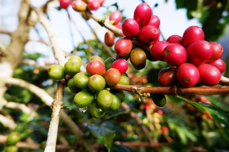 Giá cà phê hôm nay 8/9: Duy trì ngưỡng 95.000 đồng/kg